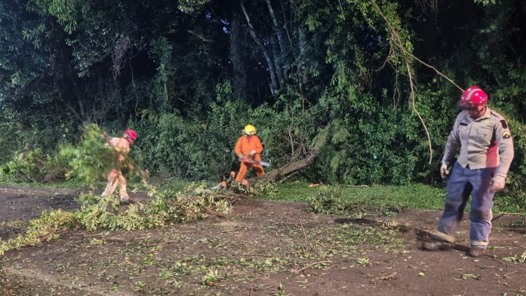 Corpo de Bombeiros realiza poda de árvore na Região do Lago Corpo de Bombeiros realiza poda de árvore na Região do Lago