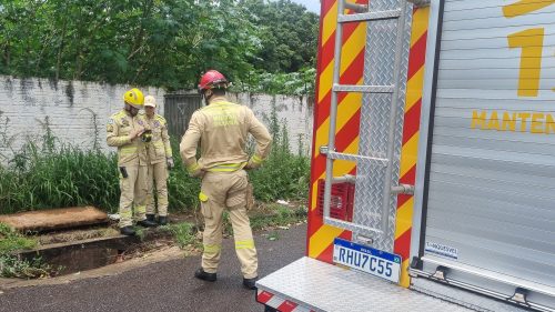 Imagem referente a Cachorro cai em bueiro e Bombeiros realizam resgate no Universitário