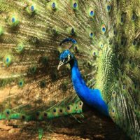 Imagem referente a Zoológico de Cascavel amplia dias de funcionamento com foco nas férias escolares