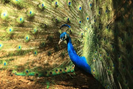 Imagem referente a Zoológico de Cascavel amplia dias de funcionamento com foco nas férias escolares