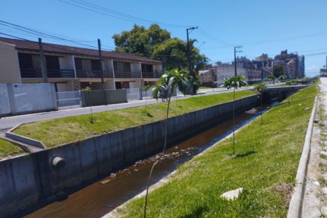 Imagem referente a Matinhos: IAT finaliza reflorestamento do Canal da Avenida Paraná com 576 árvores