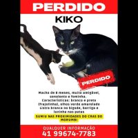 Imagem referente a Gato Kiko desapareceu no bairro Morumbi