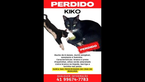 Imagem referente a Gato Kiko desapareceu no bairro Morumbi