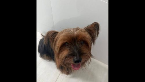 Imagem referente a Cachorro é encontrado no bairro Recanto Tropical