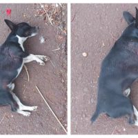 Imagem referente a Internauta pede ajuda para resgatar cachorro atropelado no Esmeralda