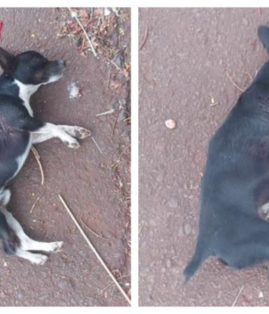 Imagem referente a Internauta pede ajuda para resgatar cachorro atropelado no Esmeralda