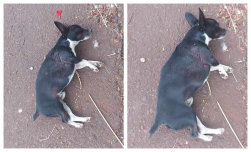 Imagem referente a Internauta pede ajuda para resgatar cachorro atropelado no Esmeralda