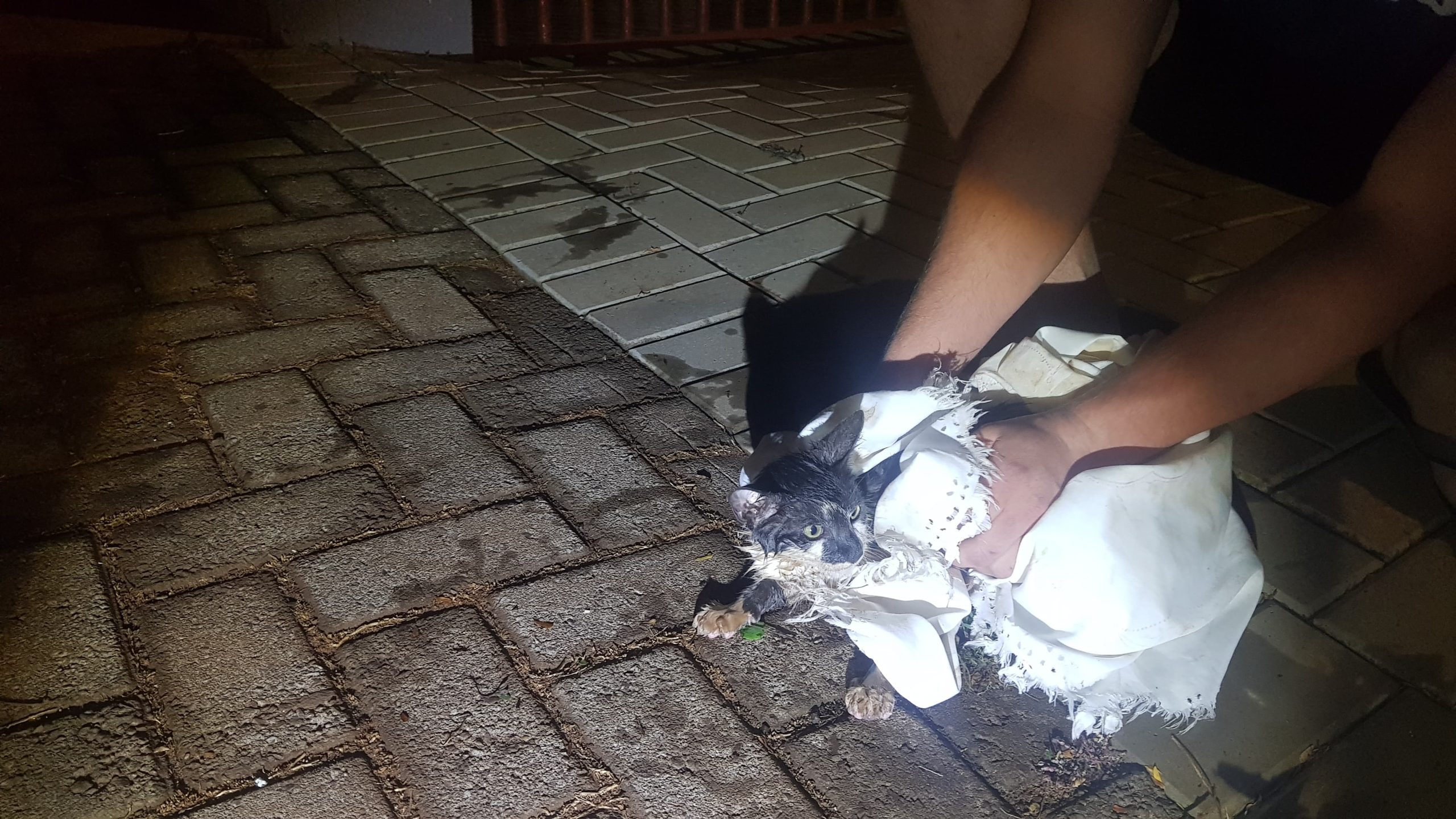 Bombeiros resgatam gatinho que caiu em encanamento; o animal foi apelidado de Mário Bombeiros resgatam gatinho que caiu em encanamento; o animal foi apelidado de Mário