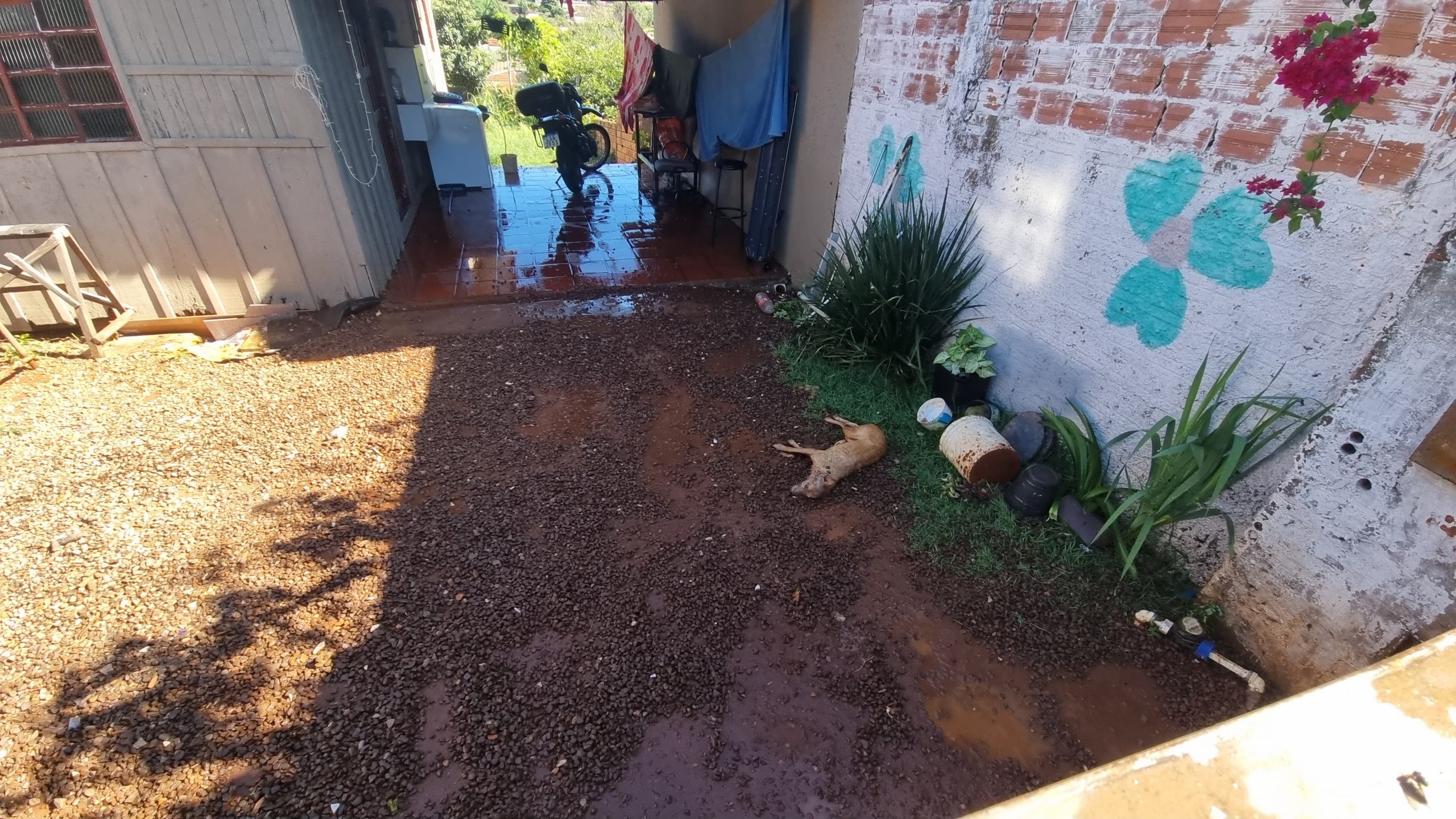 Bombeiros são acionados a ataque de pitbull; Cachorrinho de pequeno porte morre Bombeiros são acionados a ataque de pitbull; Cachorrinho de pequeno porte morre