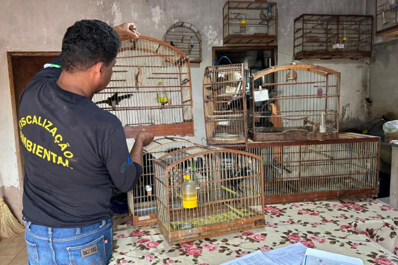 IAT aplica multa de R$ 24,5 mil e resgata 12 aves silvestres de criadouros no Noroeste IAT aplica multa de R$ 24,5 mil e resgata 12 aves silvestres de criadouros no Noroeste
