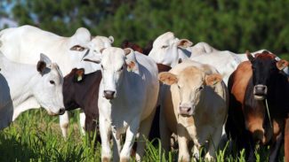 Boletim analisa variação do preço da arroba bovina e as frutas importadas de Natal