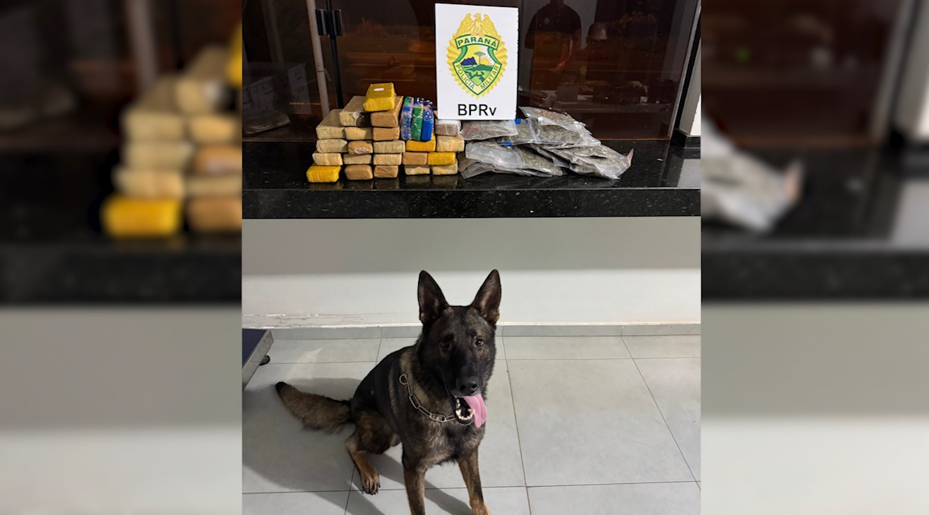 Cão farejador localiza 19 kg de maconha em ônibus na PR-323