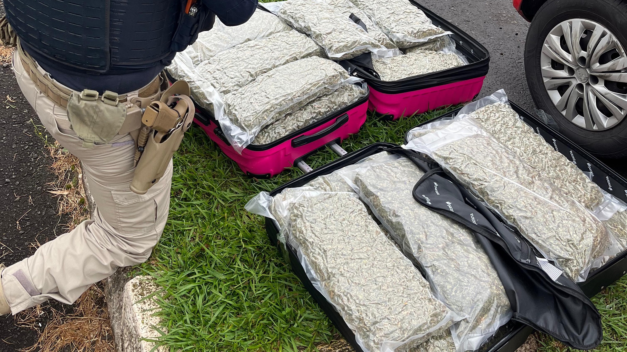 PRF apreende mais de 34kg de Skunk em Irati