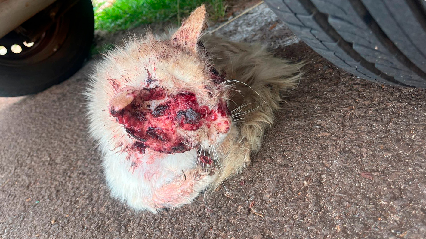 Gatinho fica em estado crítico ao ser atacado por cachorro no bairro Floresta