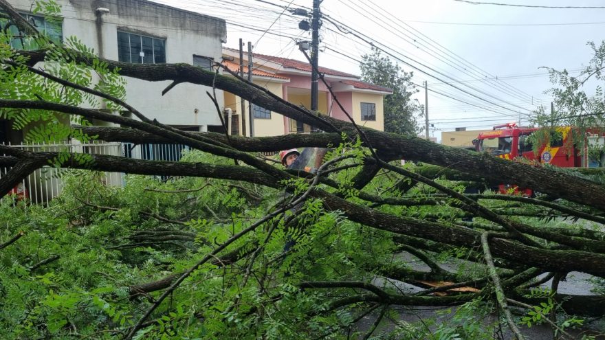 Bombeiros cortam árvore caída e desobstruem Rua Marechal Cândido Rondon