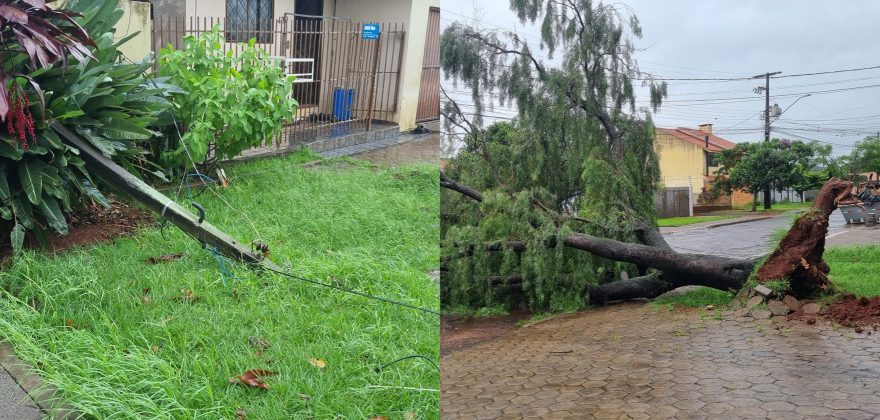 Trânsito comprometido após queda de árvore em Cascavel: motoristas devem evitar a região