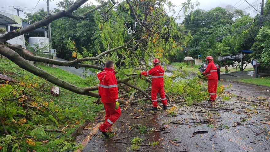 Terceira árvore cai em menos de 24 horas devido à chuva intensa