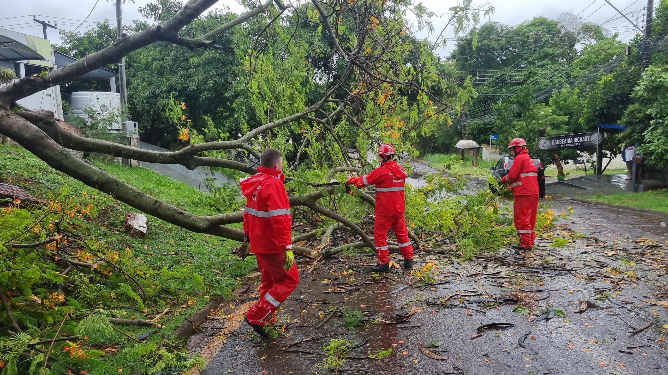 Terceira árvore cai em menos de 24 horas devido à chuva intensa