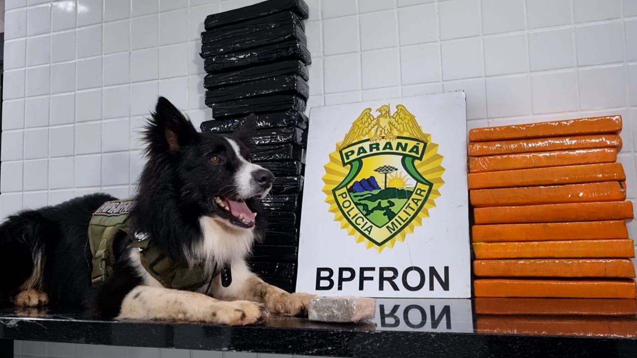Cão farejador do BPFron localiza 24 kg de maconha em bagagem de ônibus na BR-277 Cão farejador do BPFron localiza 24 kg de maconha em bagagem de ônibus na BR-277