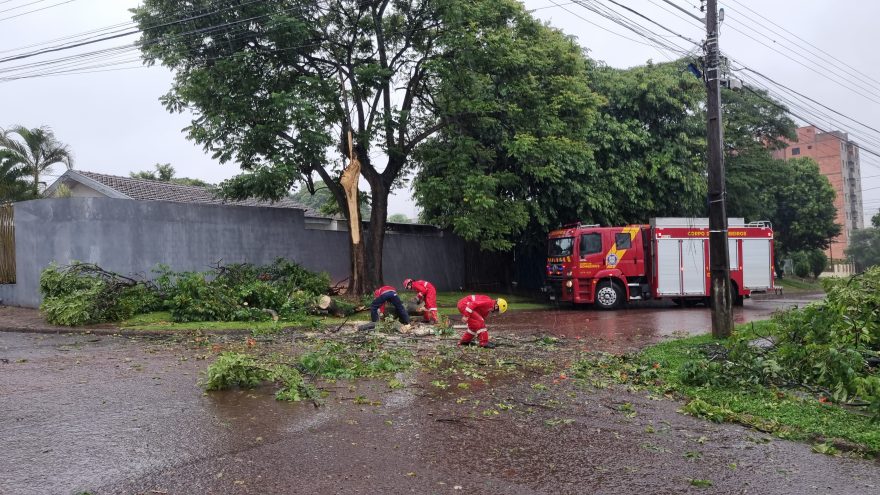 Árvore cai e interdita cruzamento no bairro Cancelli