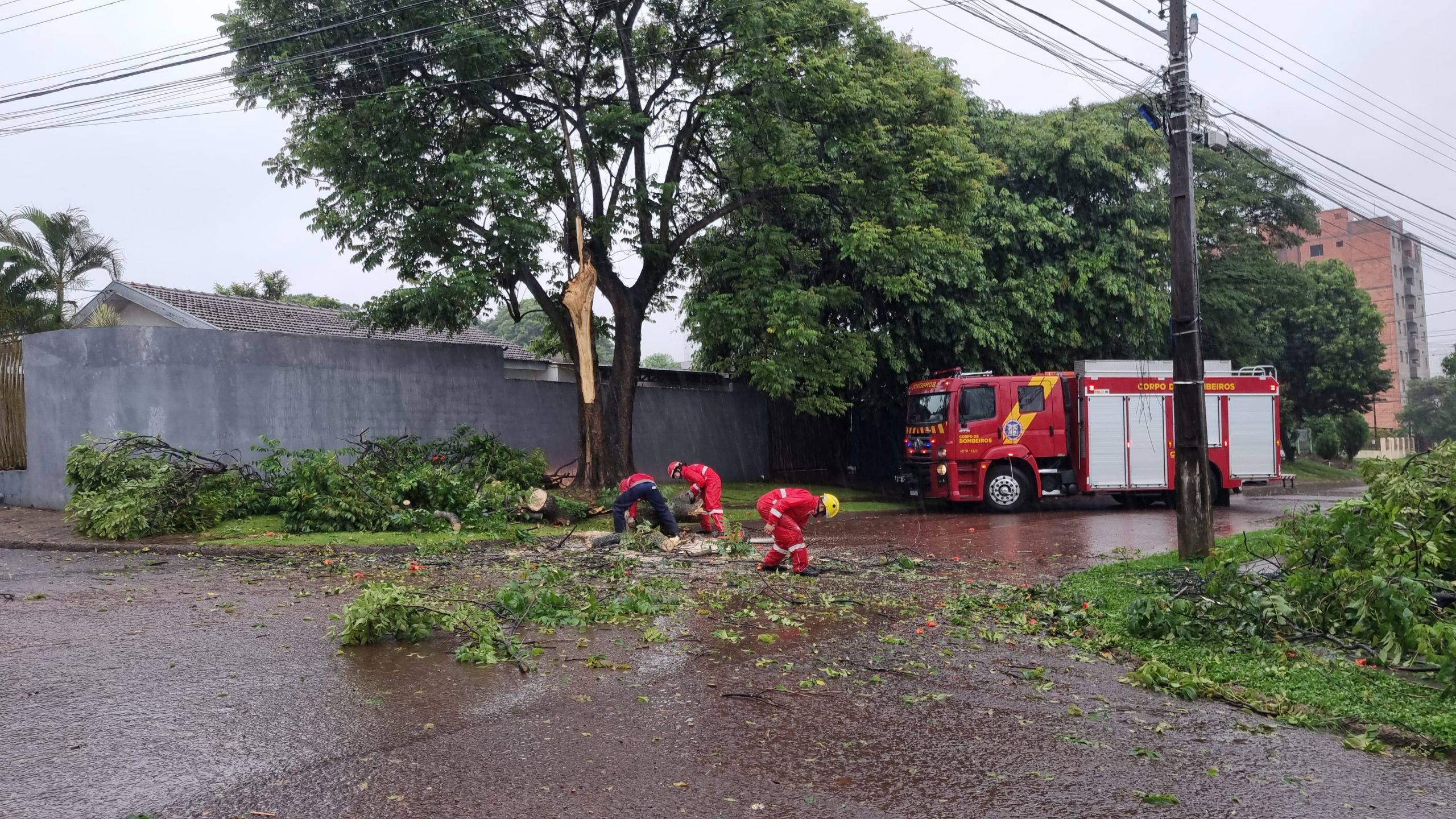 Árvore cai e interdita cruzamento no bairro Cancelli Árvore cai e interdita cruzamento no bairro Cancelli