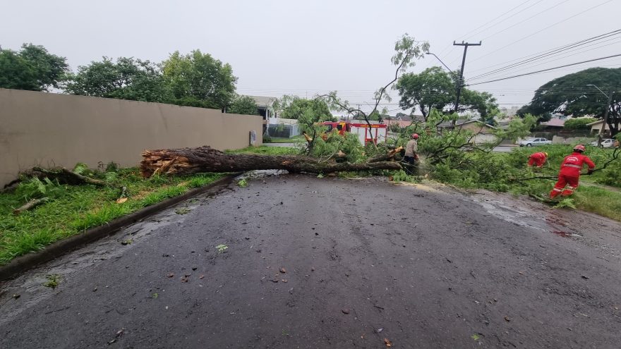 Temporal derruba árvore e bloqueia Rua Tarobá em Cascavel