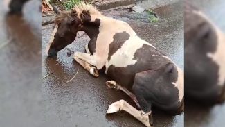 Cavalo agonizando preocupa moradores do Universitário