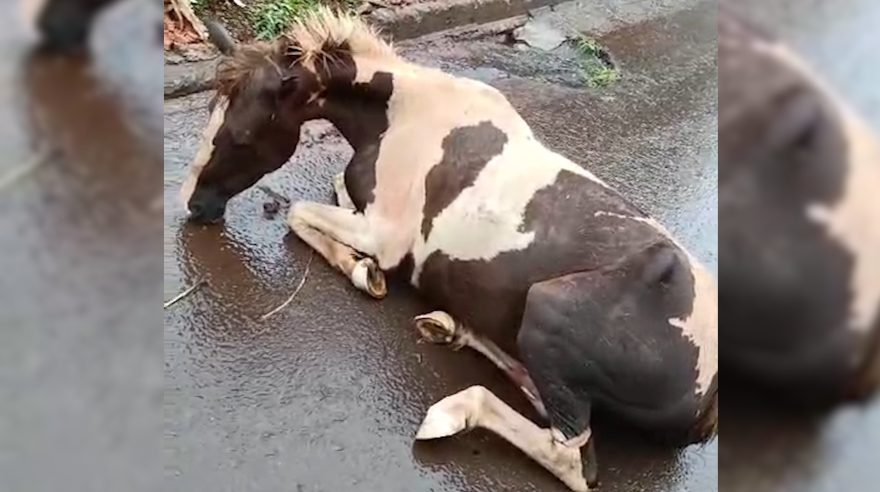 Cavalo agonizando preocupa moradores do Universitário