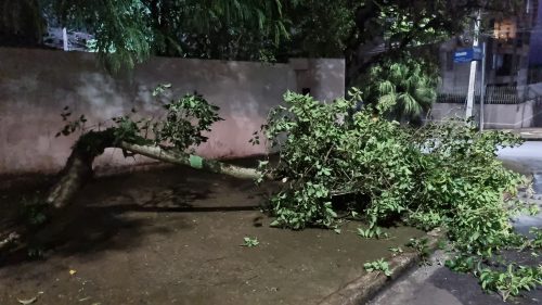 Imagem referente a Caso de galho de árvore atrapalhando o trânsito mobiliza Corpo de Bombeiros