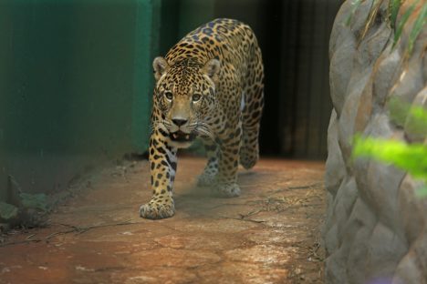 Imagem referente a Zoológico Municipal de Cascavel seguirá fechado por tempo indeterminado