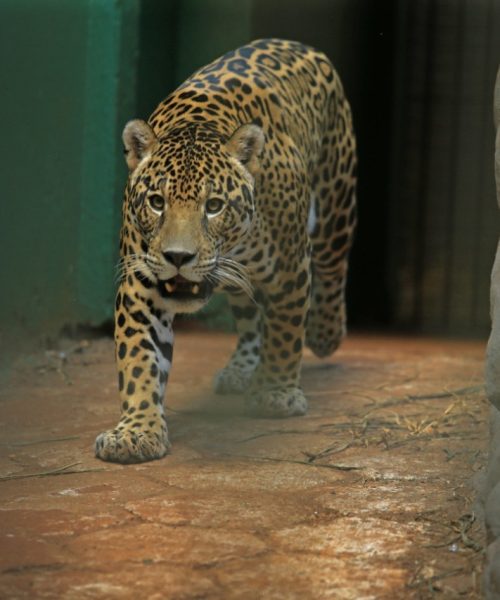 Imagem referente a Zoológico Municipal de Cascavel seguirá fechado por tempo indeterminado