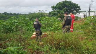 Bombeiros e Patrulha Ambiental são acionados para verificar situação de cavalo que estava agonizando desde domingo