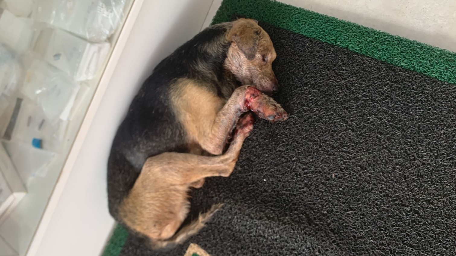 Internautas pedem ajuda para custear tratamento veterinário de cachorro ferido
