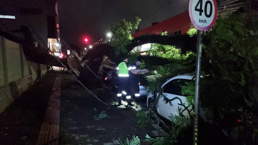 Árvore cai e atinge 6 veículos e imóvel na Rua Afonso Pena, no Centro de Cascavel