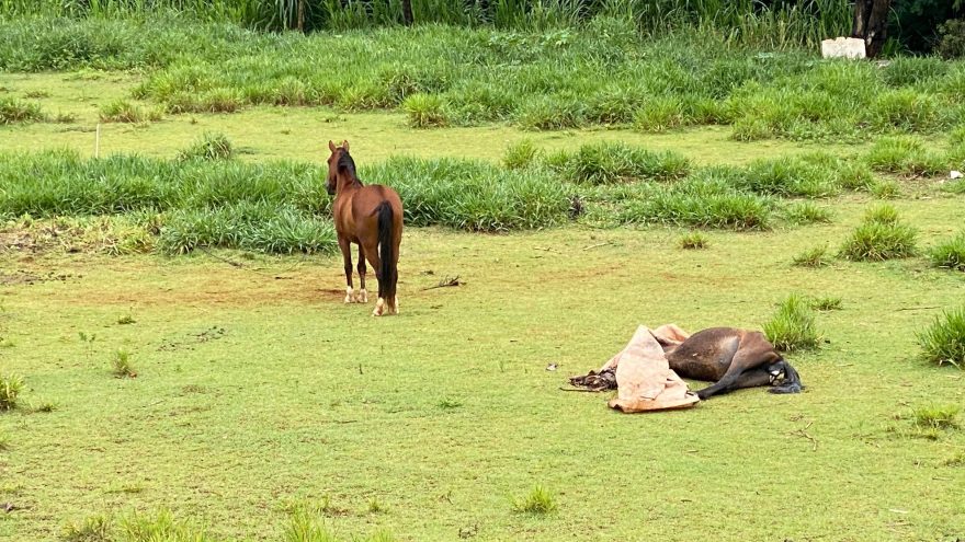 Vizinhos reclamam de cavalo morto no Universitário