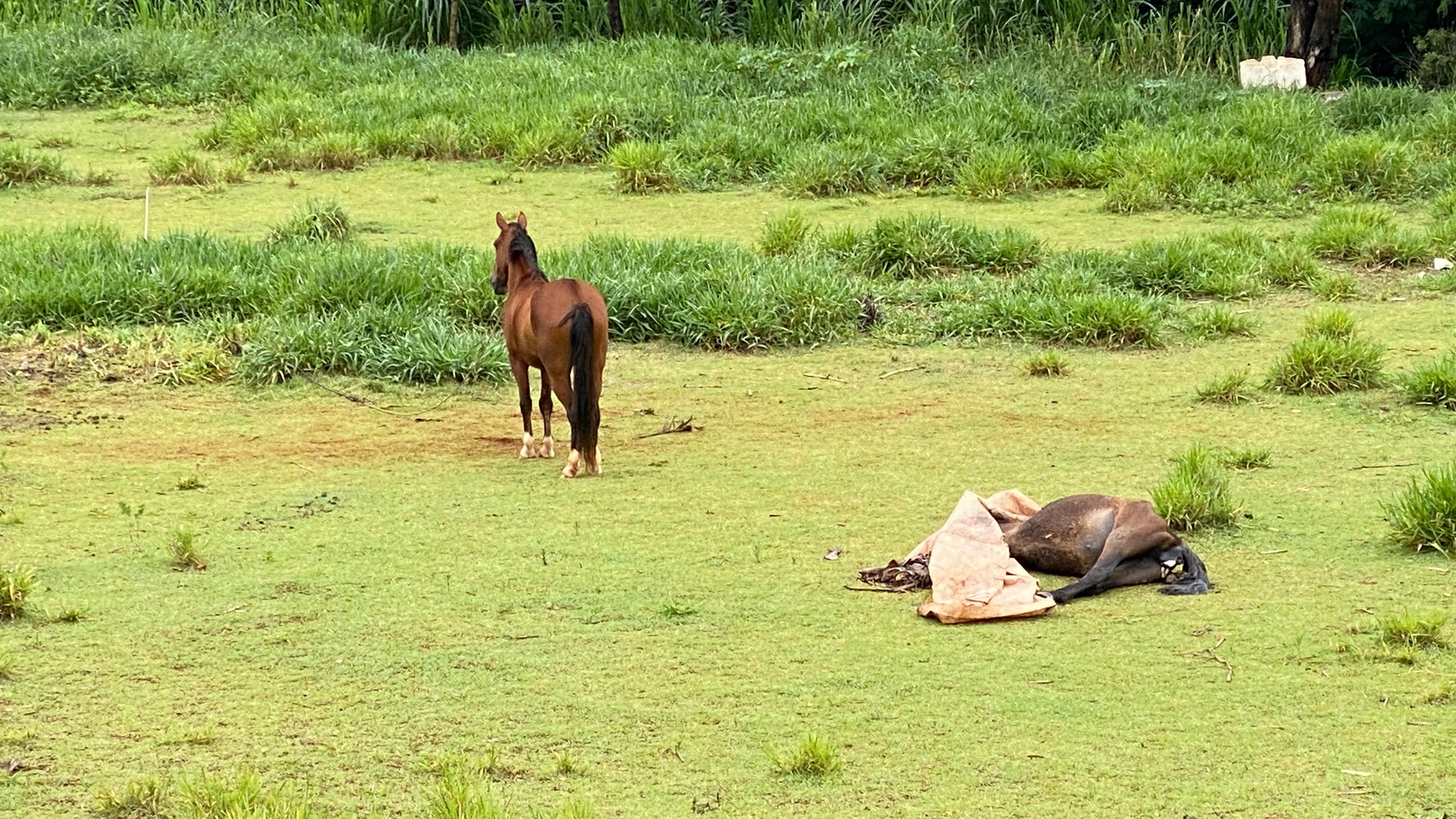Vizinhos reclamam de cavalo morto no Universitário
