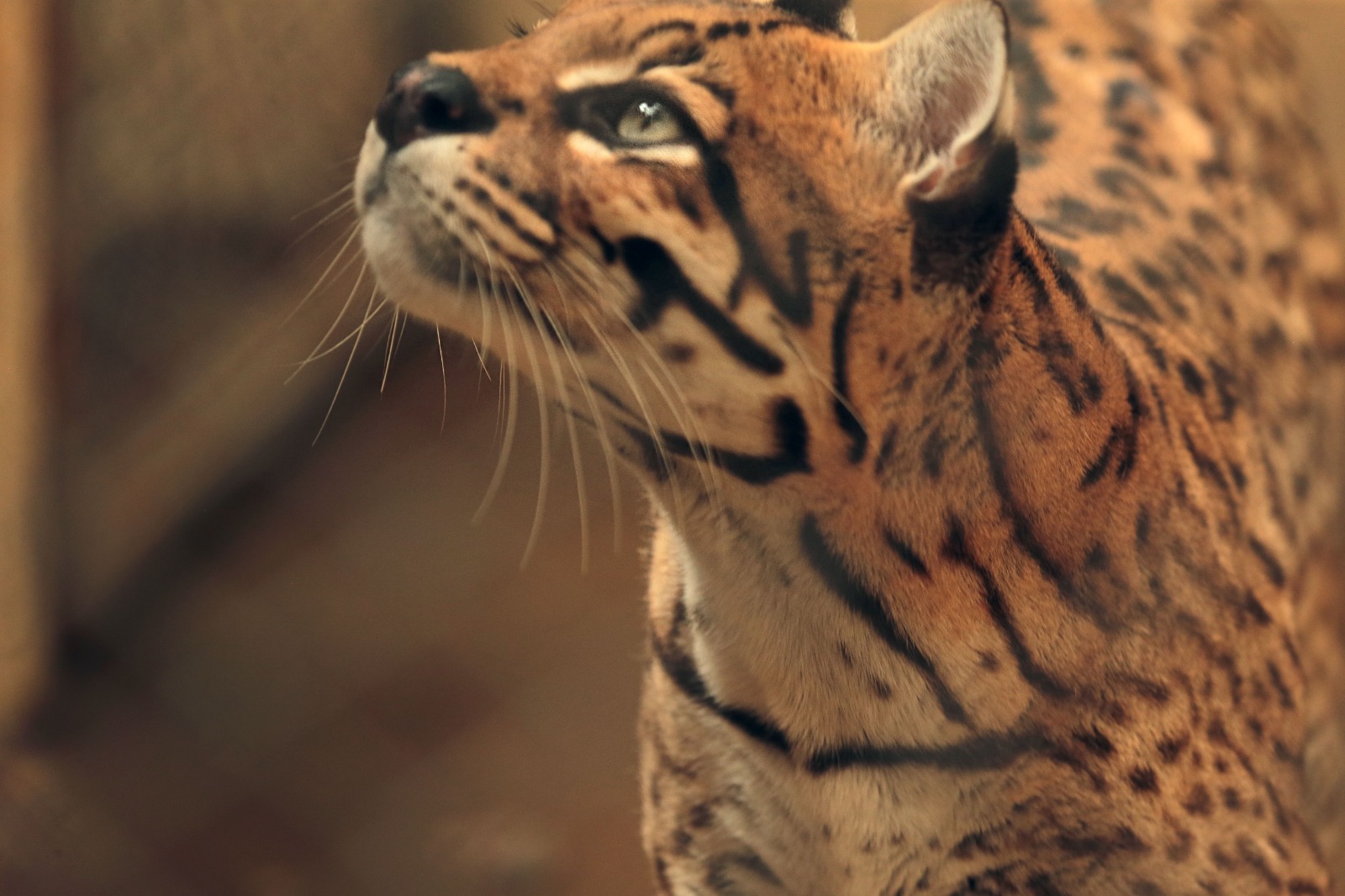 Zoológico de Cascavel une lazer, educação ambiental e proteção aos animais há 46 anos