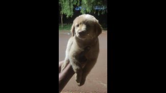 Imagem referente a Cachorro é encontrado no bairro São Cristóvão