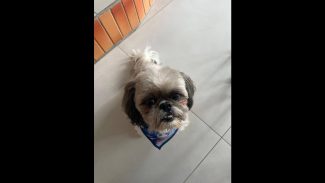 Imagem referente a Cachorro Rodolfo desapareceu no bairro Jardim União