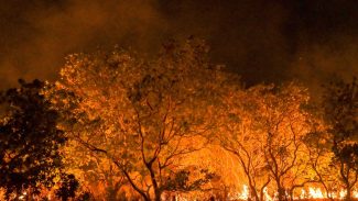 Amazônia tem diversidade empobrecida por incêndios florestais