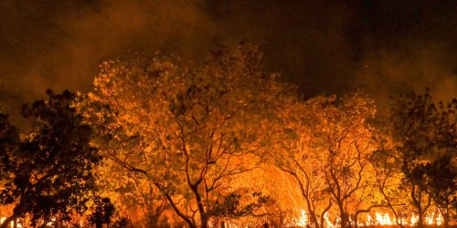 Imagem referente a Amazônia tem diversidade empobrecida por incêndios florestais