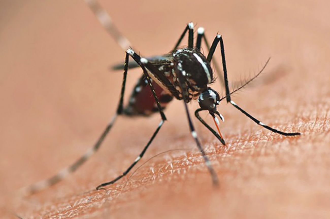 Casos positivos de dengue sobem para 36 em Cascavel Casos positivos de dengue sobem para 36 em Cascavel