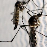 Imagem referente a Cascavel não registra mortes por dengue, febre chikungunya e zika vírus