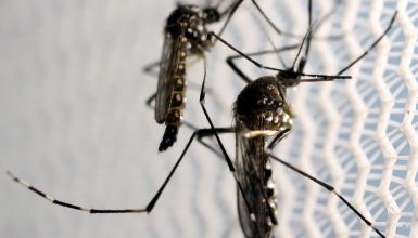 Imagem referente a Cascavel não registra mortes por dengue, febre chikungunya e zika vírus