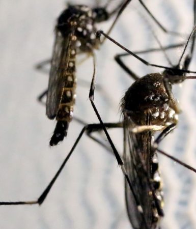 Imagem referente a Cascavel não registra mortes por dengue, febre chikungunya e zika vírus