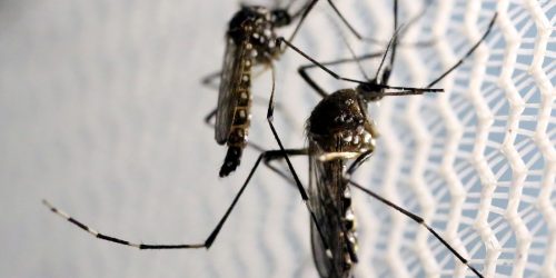 Imagem referente a Cascavel não registra mortes por dengue, febre chikungunya e zika vírus