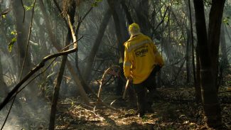 Amazônia tem o maior número de queimadas e incêndios em 17 anos