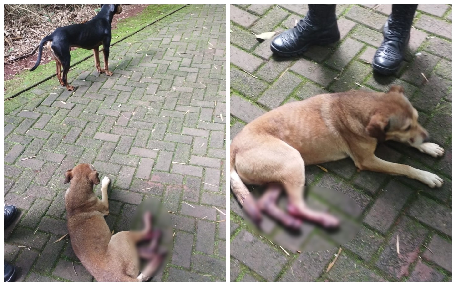 Conflito entre quatis e cães sem donos mobiliza Patrulha Ambiental ao Parque Vitória Conflito entre quatis e cães sem donos mobiliza Patrulha Ambiental ao Parque Vitória