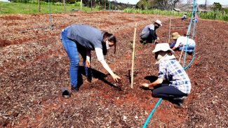 Fazenda experimental da UEM: setor de agroecologia e orgânicos completa 20 anos