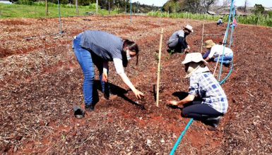 Imagem referente a Fazenda experimental da UEM: setor de agroecologia e orgânicos completa 20 anos